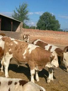 wKhQ51UCmhOEfypcAAAAAJH4JD0674_jpg__300300