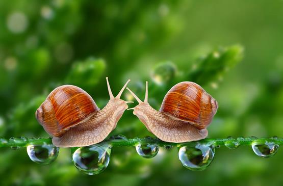 &ldquo;蜗牛奖&rdquo;这种讽刺性&ldquo;奖励&rdquo;有多大作用