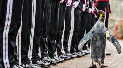 企鹅尼尔斯&middot;奥拉夫爵士正检阅士兵(英国《泰晤士报》网站)