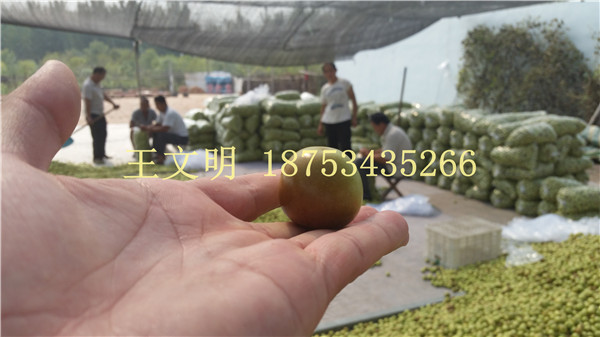 山东鲜枣产地代办