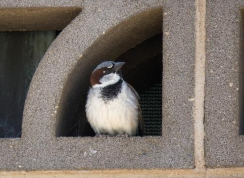 全球变暖或致鸟类体型缩小
